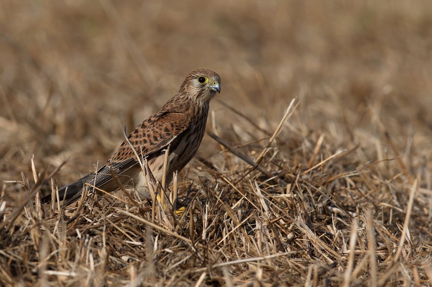 Poštolka obecná  ( Falco tinnunculus )