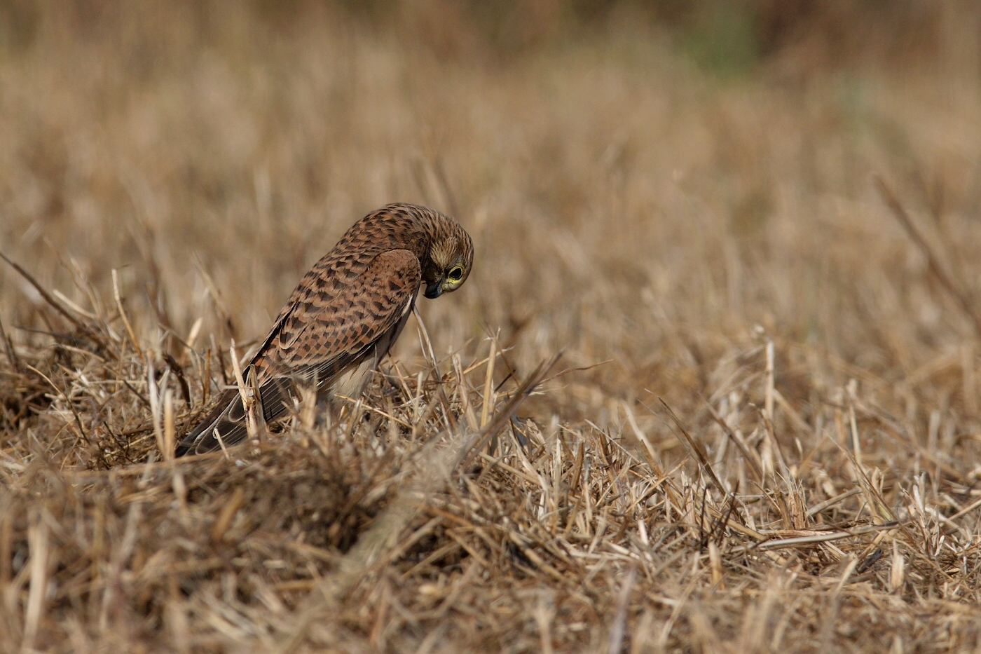 Poštolka obecná  ( Falco tinnunculus )