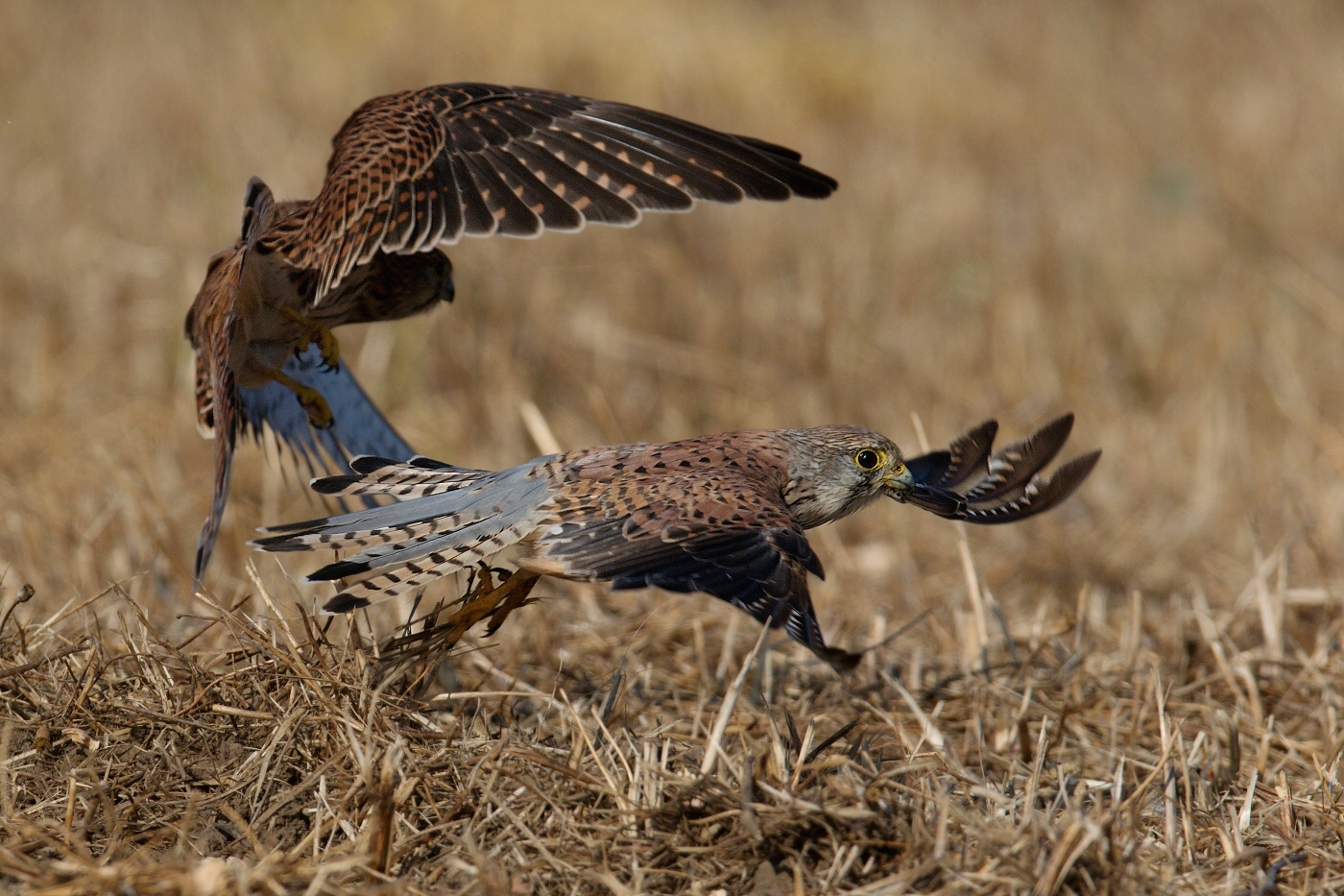 Poštolka obecná  ( Falco tinnunculus )