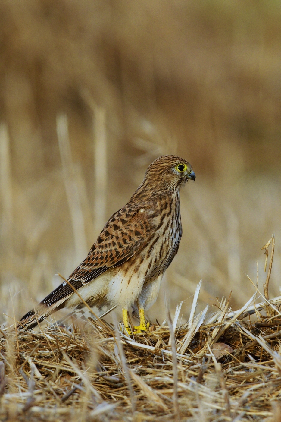 Poštolka obecná  ( Falco tinnunculus )