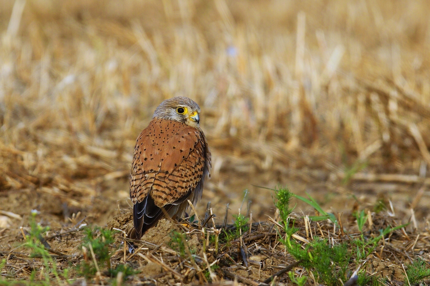 Poštolka obecná  ( Falco tinnunculus )