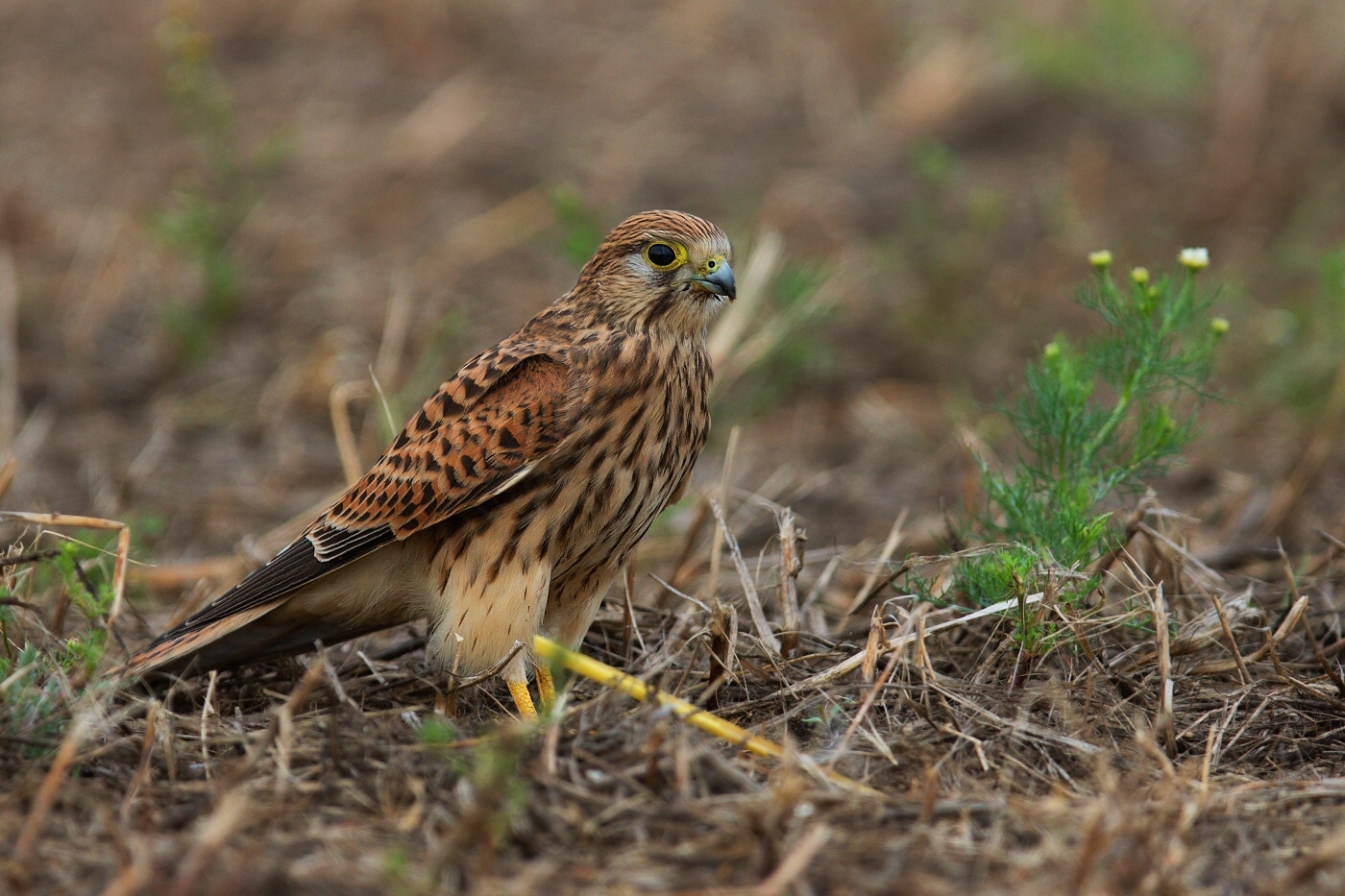 Poštolka obecná  ( Falco tinnunculus )