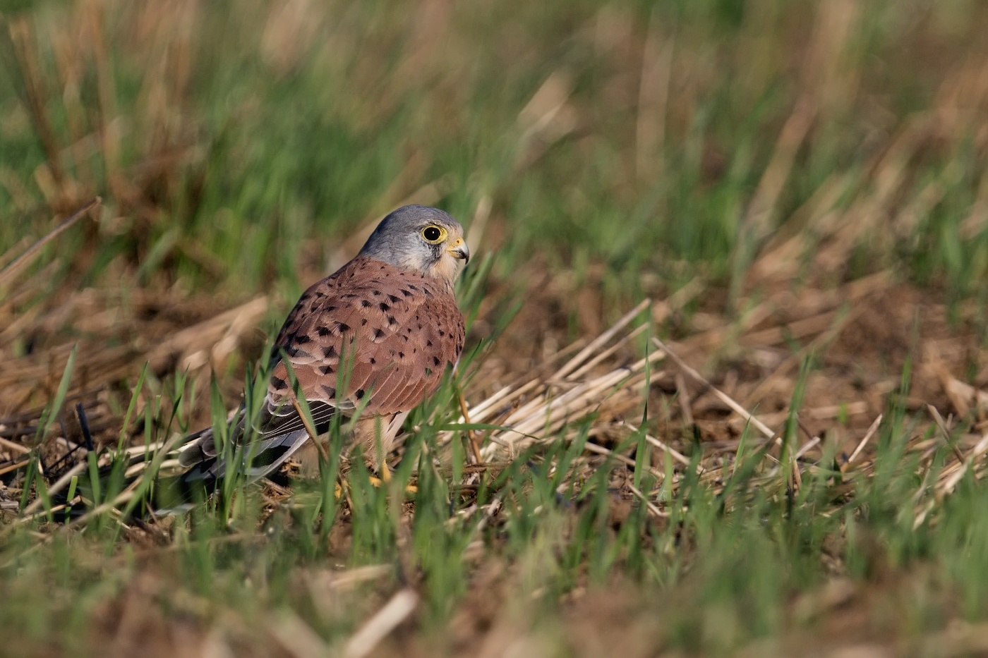 Poštolka obecná  ( Falco tinnunculus )