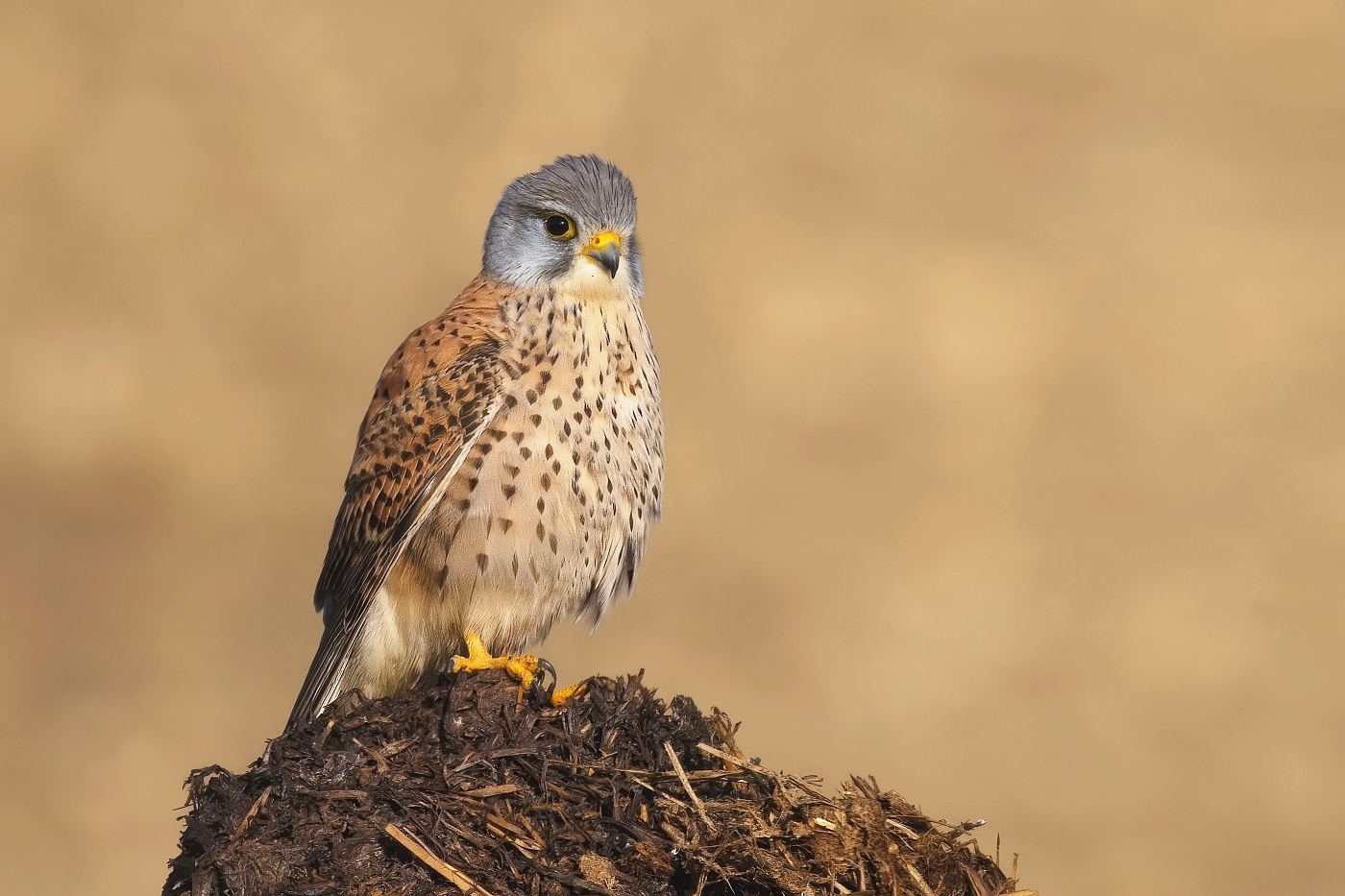 Poštolka obecná  ( Falco tinnunculus )
