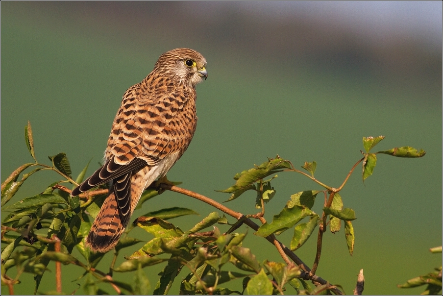 Poštolka obecná ( Falco tinnunculus )