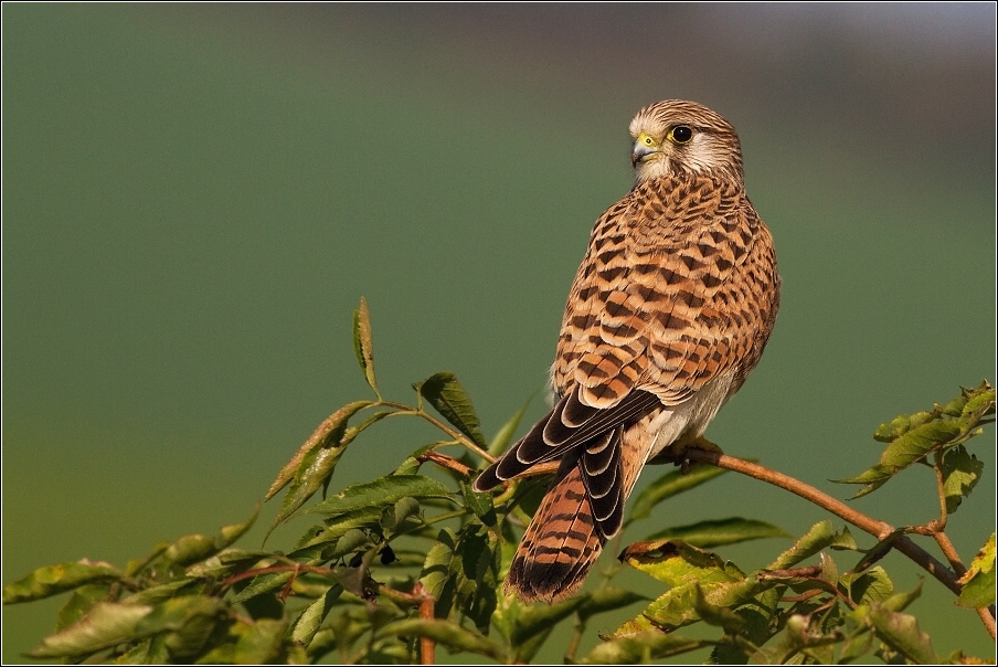 Poštolka obecná ( Falco tinnunculus )