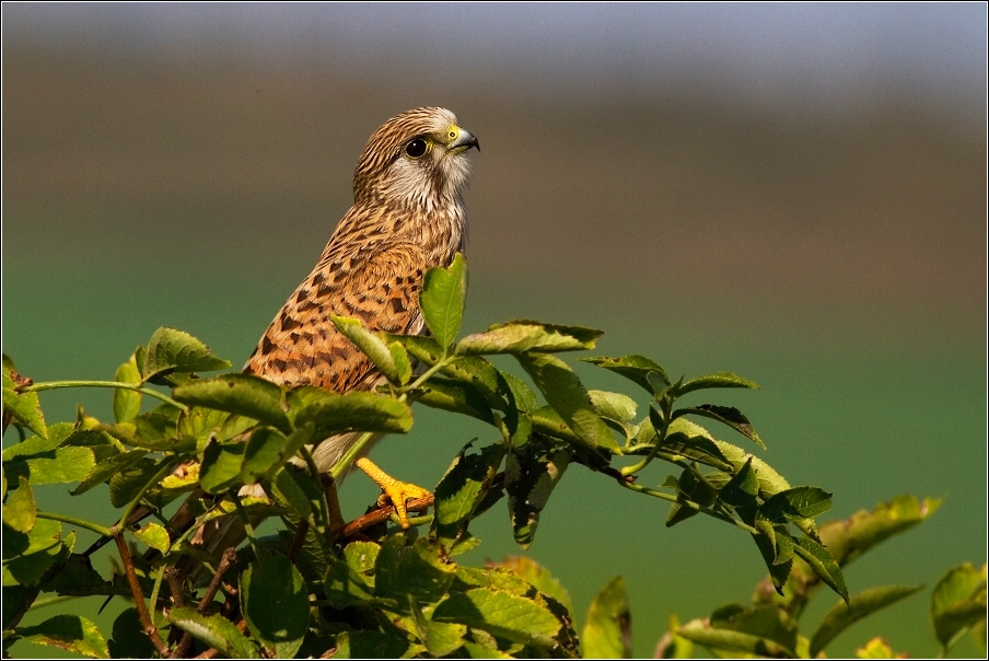 Poštolka obecná ( Falco tinnunculus )