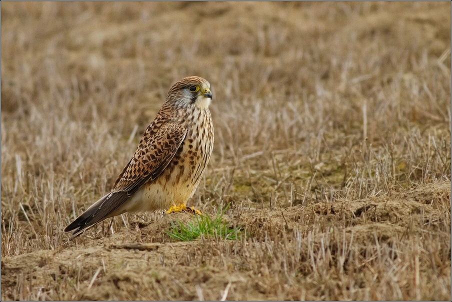 Poštolka obecná ( Falco tinnunculus )