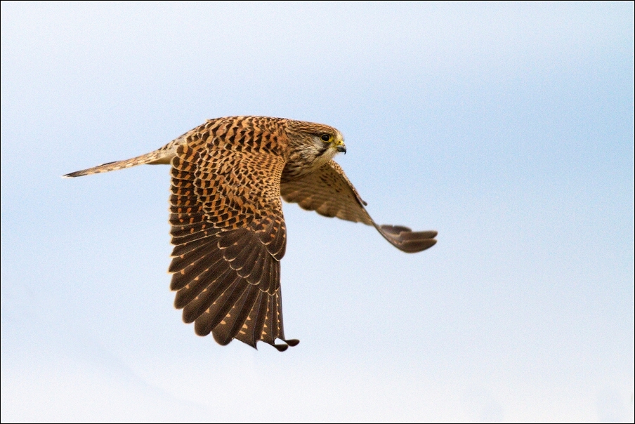 Poštolka obecná ( Falco tinnunculus )