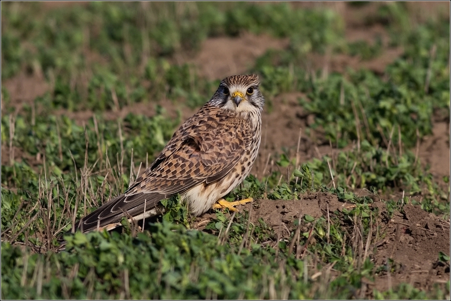 Poštolka obecná ( Falco tinnunculus )