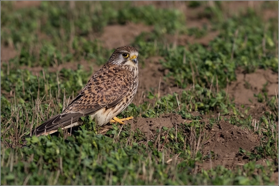 Poštolka obecná ( Falco tinnunculus )