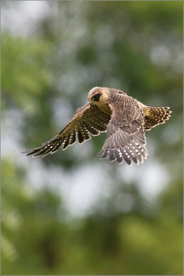 Poštolka rudonohá  ( Falco vespertinus )