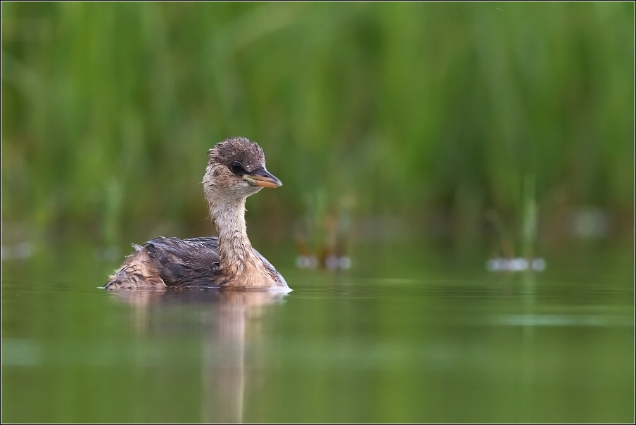 Potápka malá  ( Tachybaptus ruficollis )