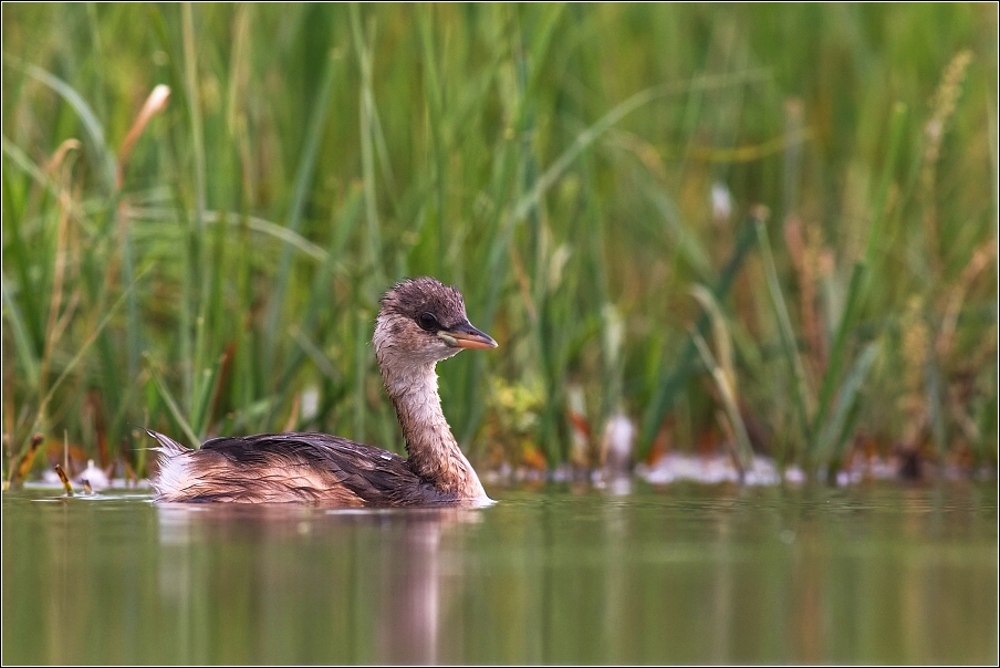 Potápka malá  ( Tachybaptus ruficollis )