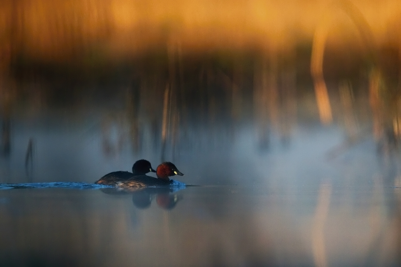 Potápka malá  ( Tachybaptus ruficollis )