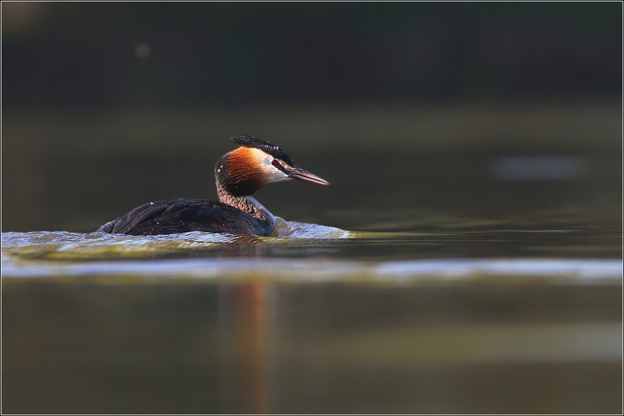 Potápka nroháč  ( Podiceps cristatus )