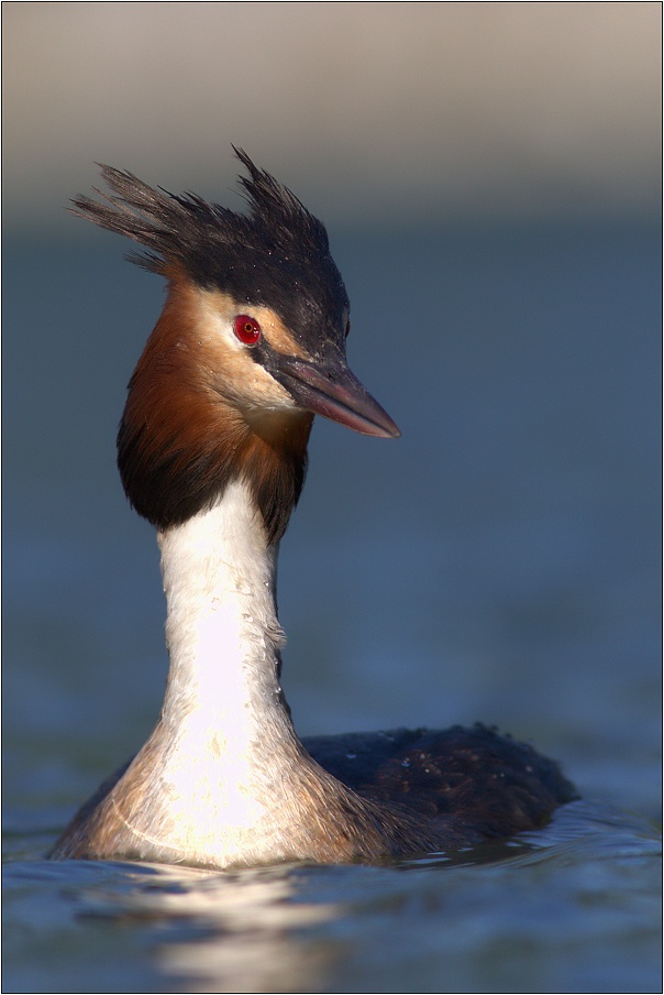 Potápka roháč  ( Podiceps cristatus )