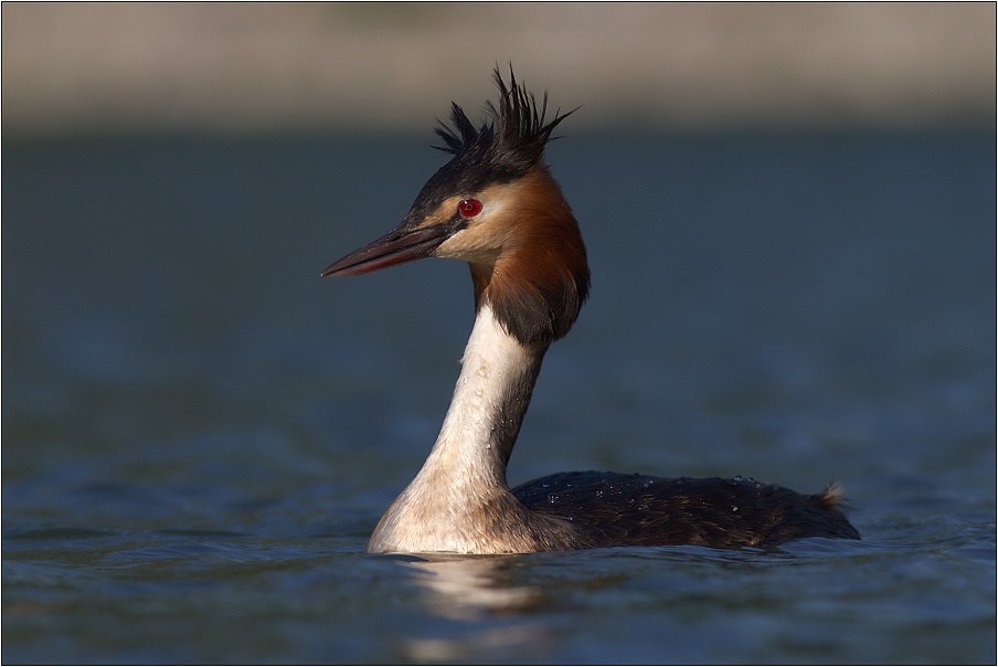 Potápka roháč  ( Podiceps cristatus )