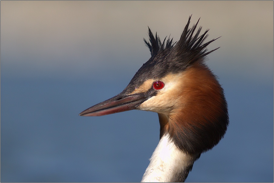 Potápka roháč  ( Podiceps cristatus )