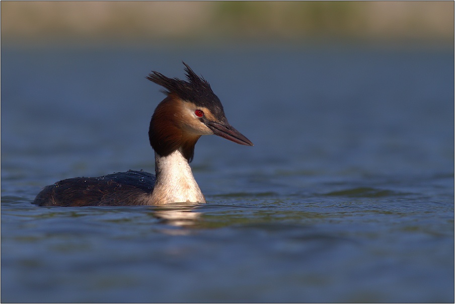 Potápka roháč ( ( Podiceps cristatus )