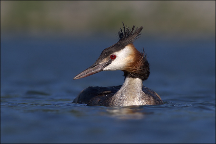 Potápka roháč ( ( Podiceps cristatus )