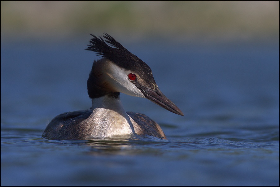 Potápka roháč ( ( Podiceps cristatus )