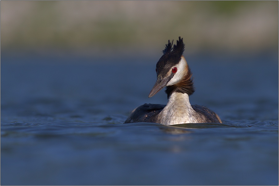 Potápka roháč ( ( Podiceps cristatus )