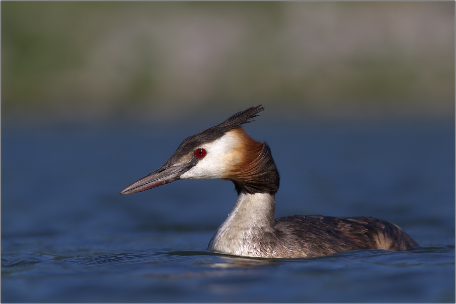 Potápka roháč ( ( Podiceps cristatus )
