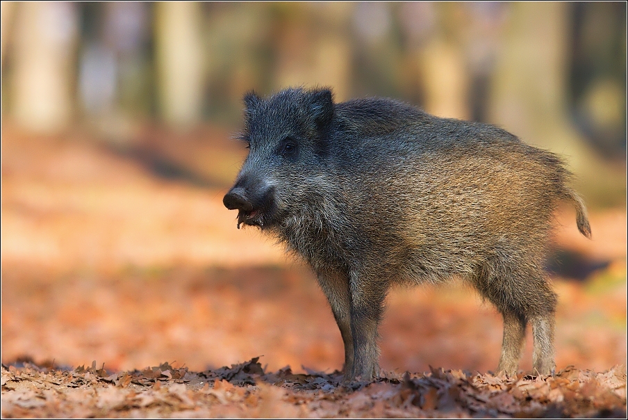 Prase divoké  ( Sus scrofa )