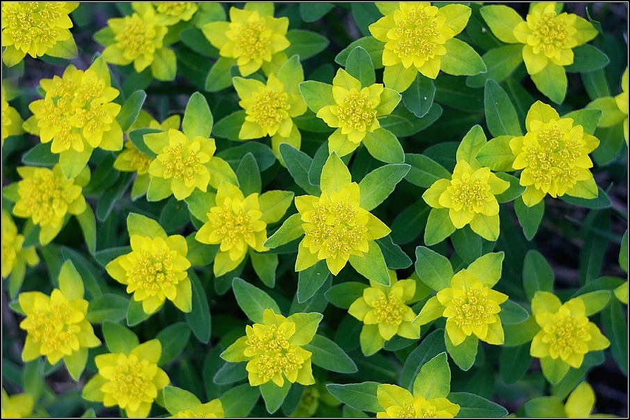Pryšec mnohobarvý ( Euphorbia epithymoides L. )