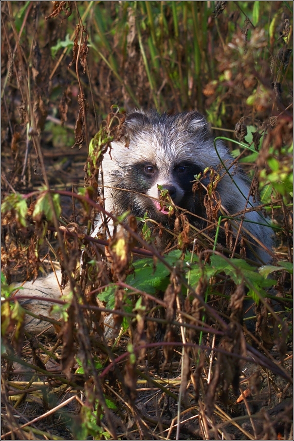 Psík mývalovitý  ( Nyctereutes procyonoides )