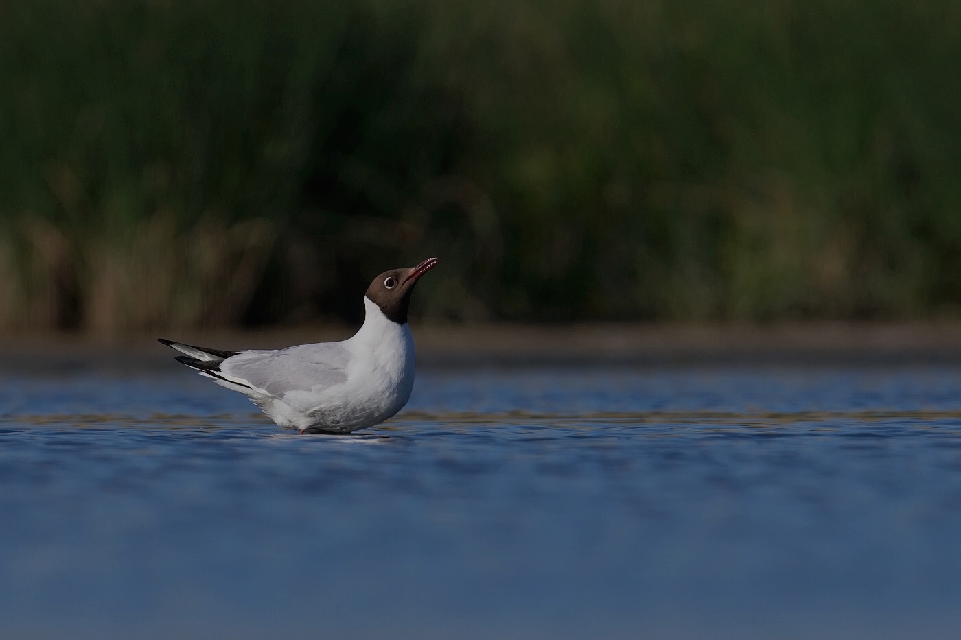 Racek chechtavý  ( Larus ridibundus )