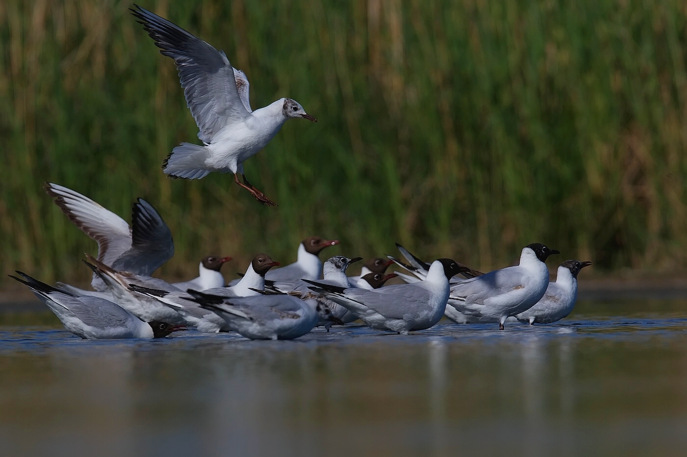 Racek chechtavý  ( Larus ridibundus )