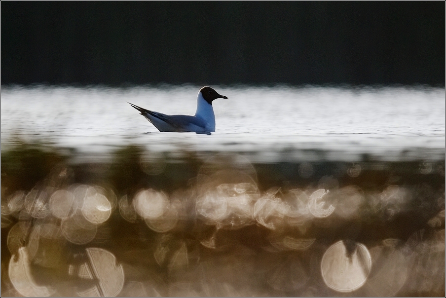 Racek chechtavý  ( Larus ridibundus )