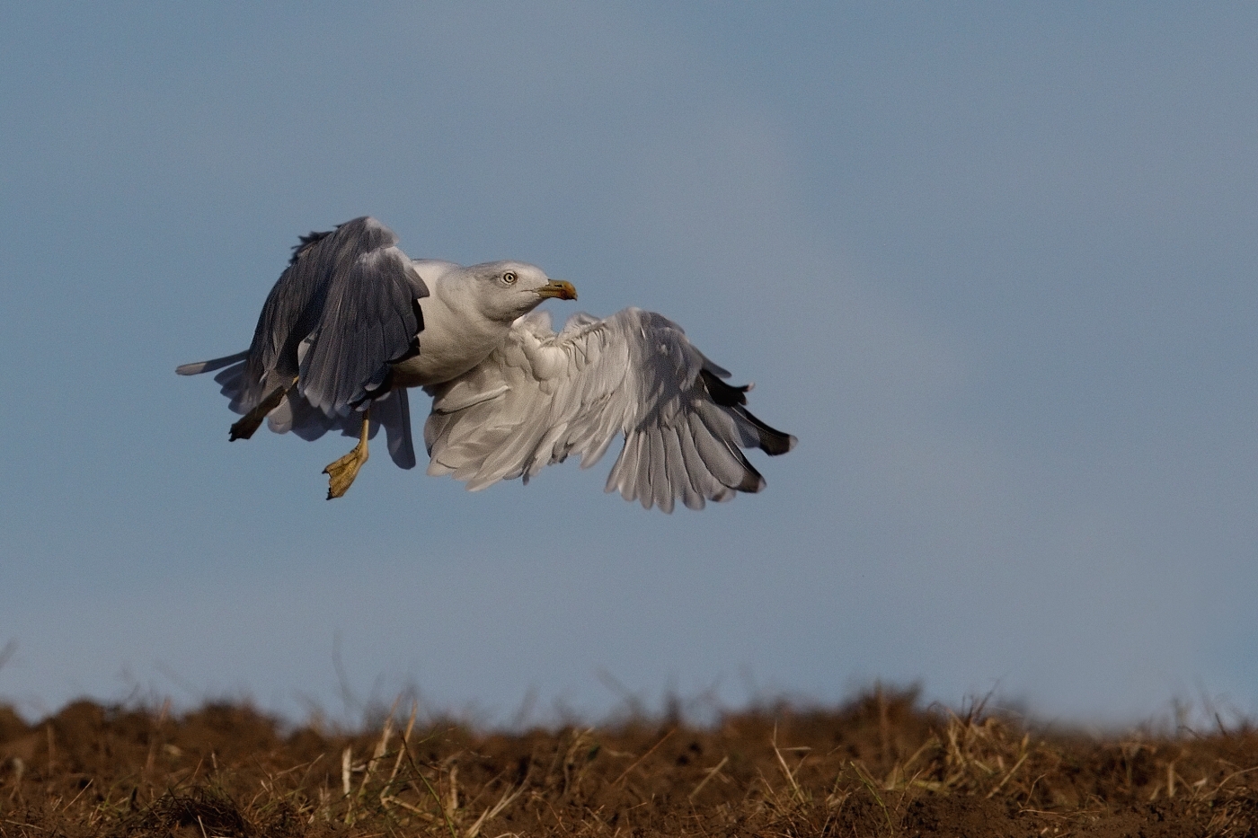 Racek středomořský  ( Larus michahellis )