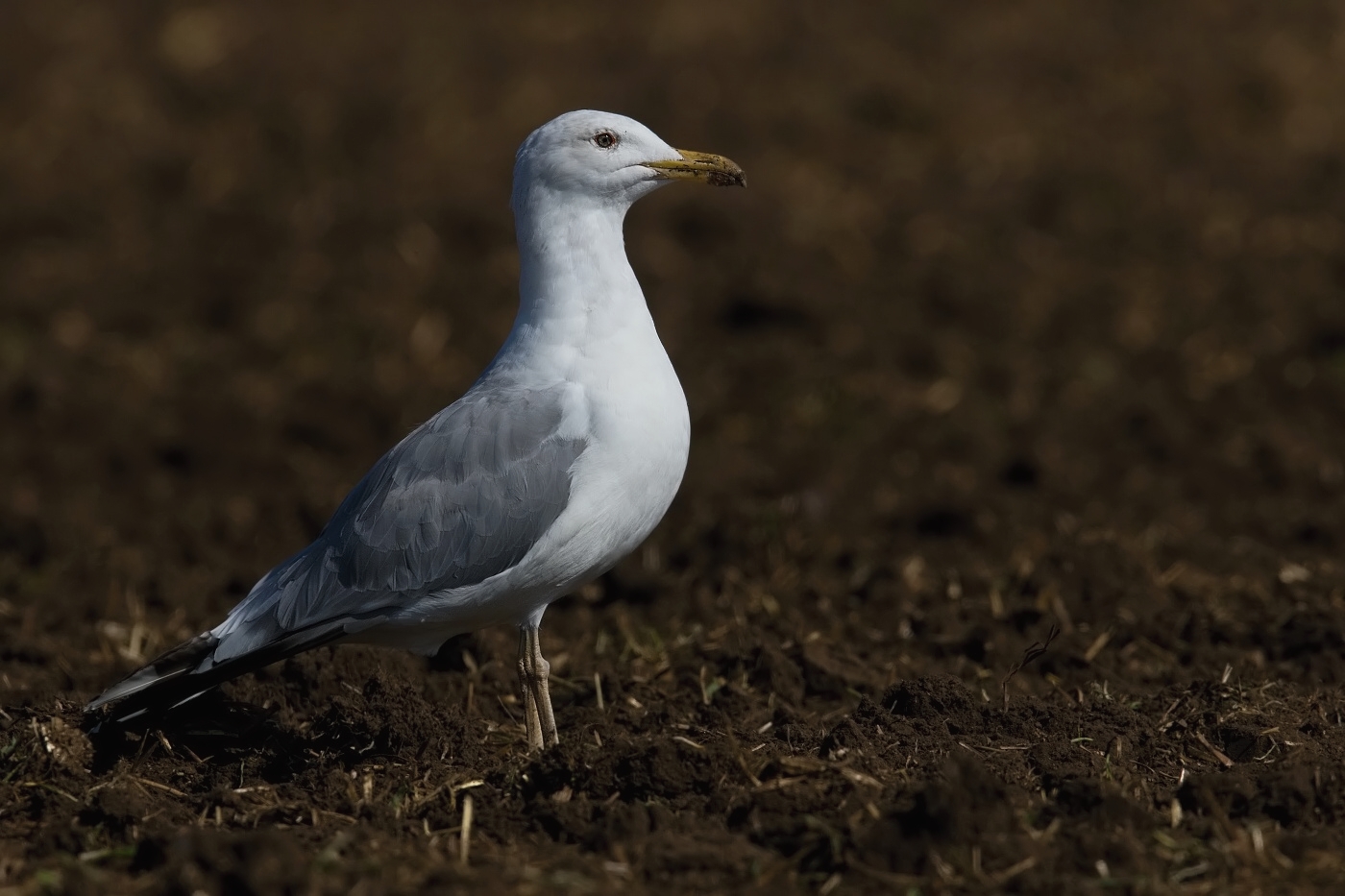 Racek středomořský (Larus michahellis )