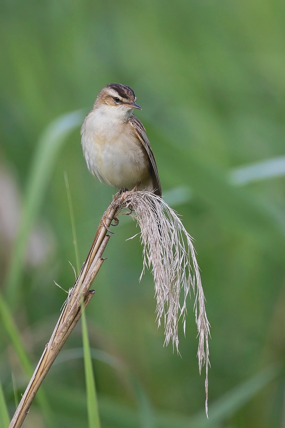 Rákosník proužkovaný  (Acrocephalus schoenobaenus )