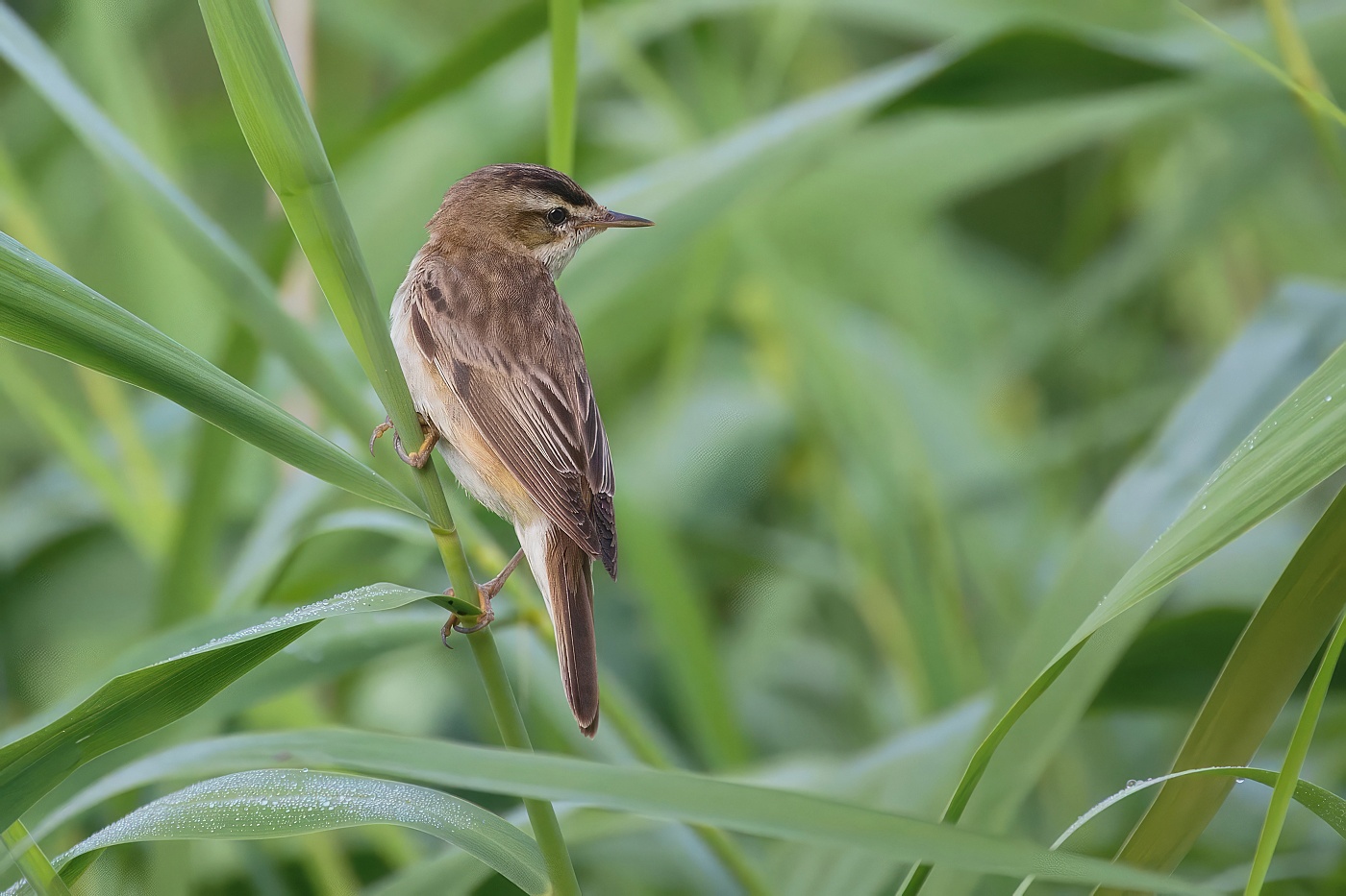 Rákosník proužkovaný  (Acrocephalus schoenobaenus )