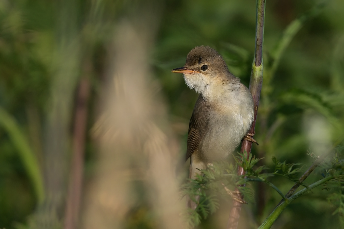 Rákosník zpěvný  ( Acrocephalus palustris )