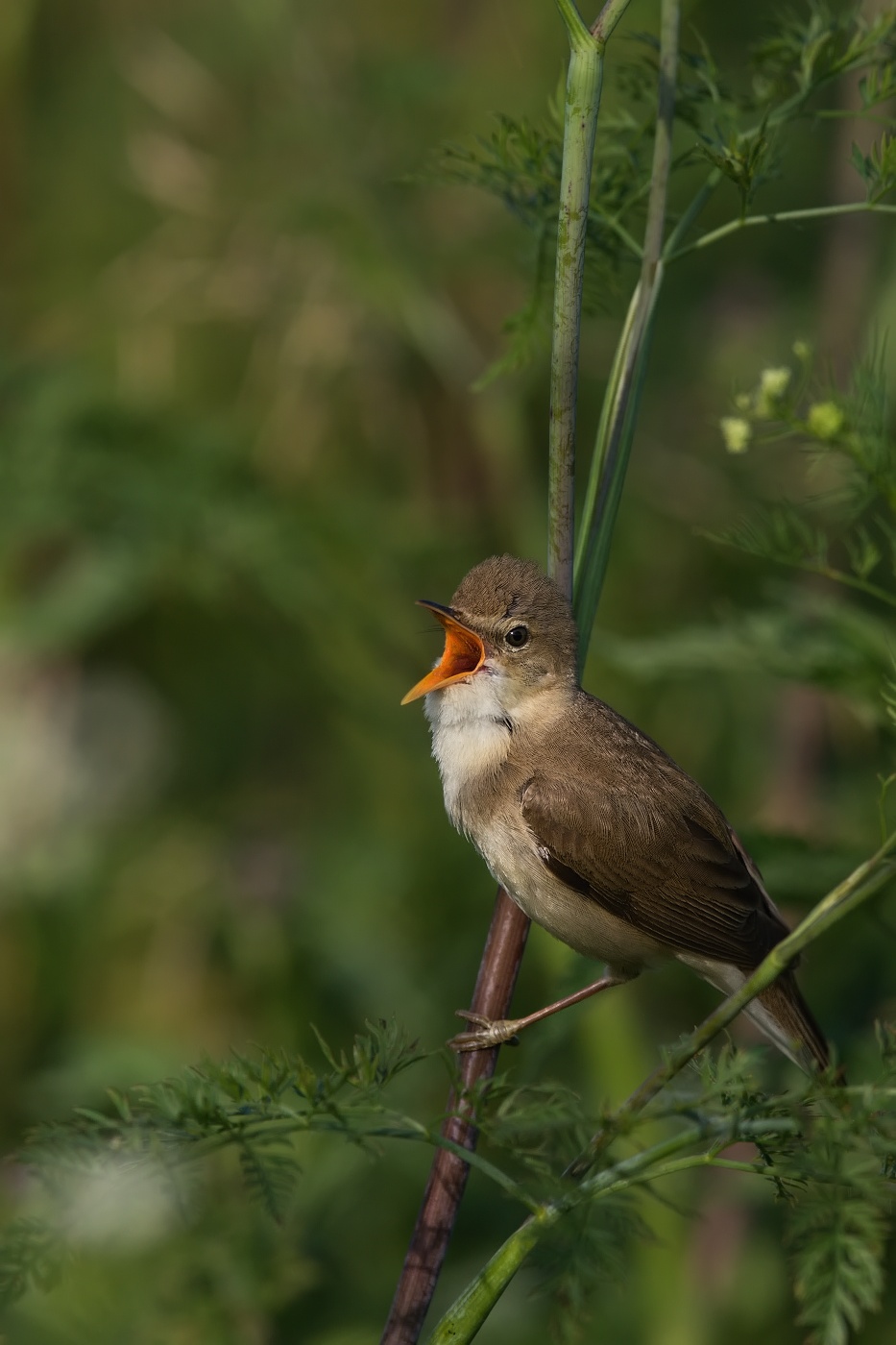 Rákosník zpěvný  ( Acrocephalus palustris )