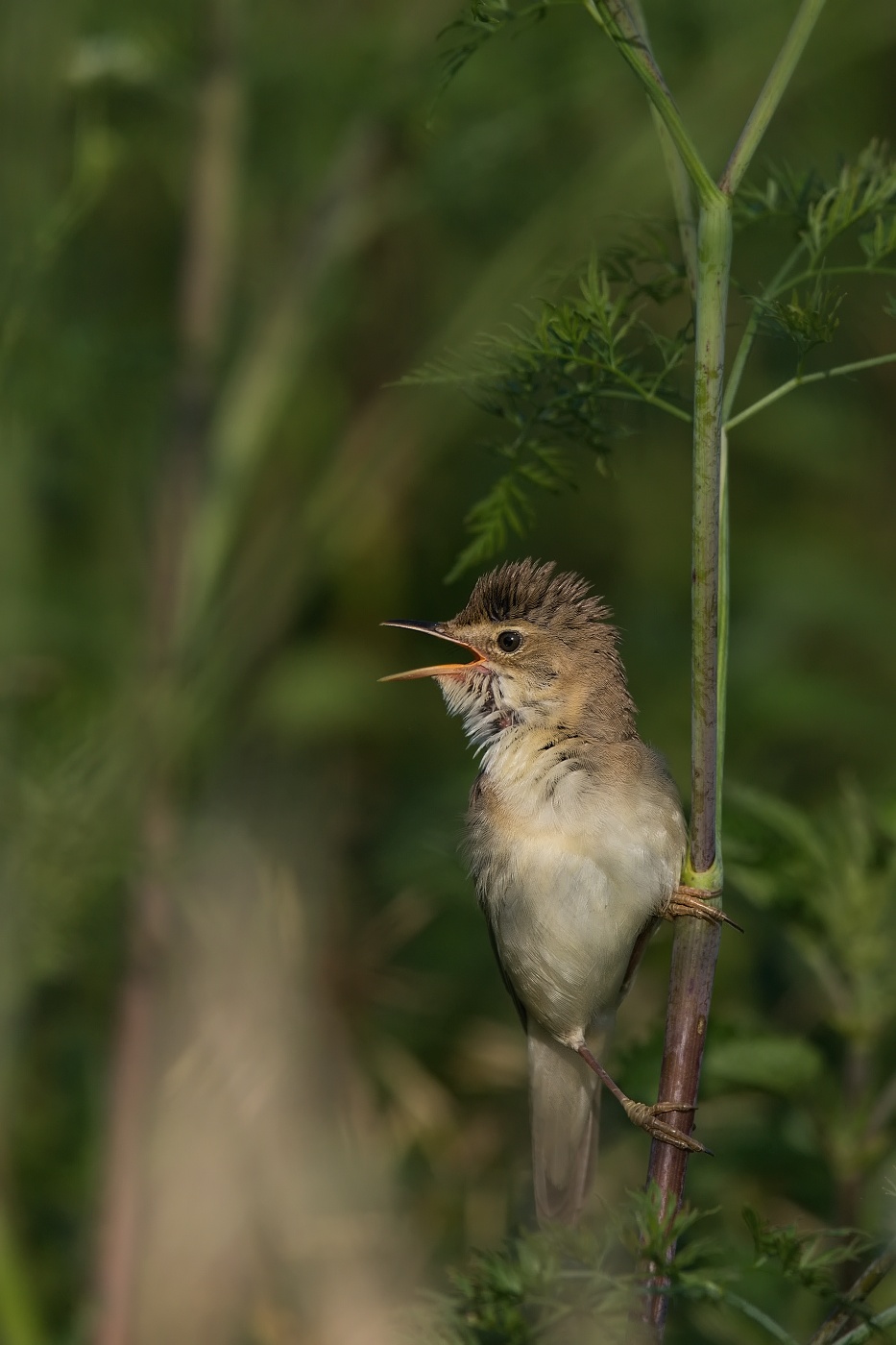 Rákosník zpěvný  ( Acrocephalus palustris )