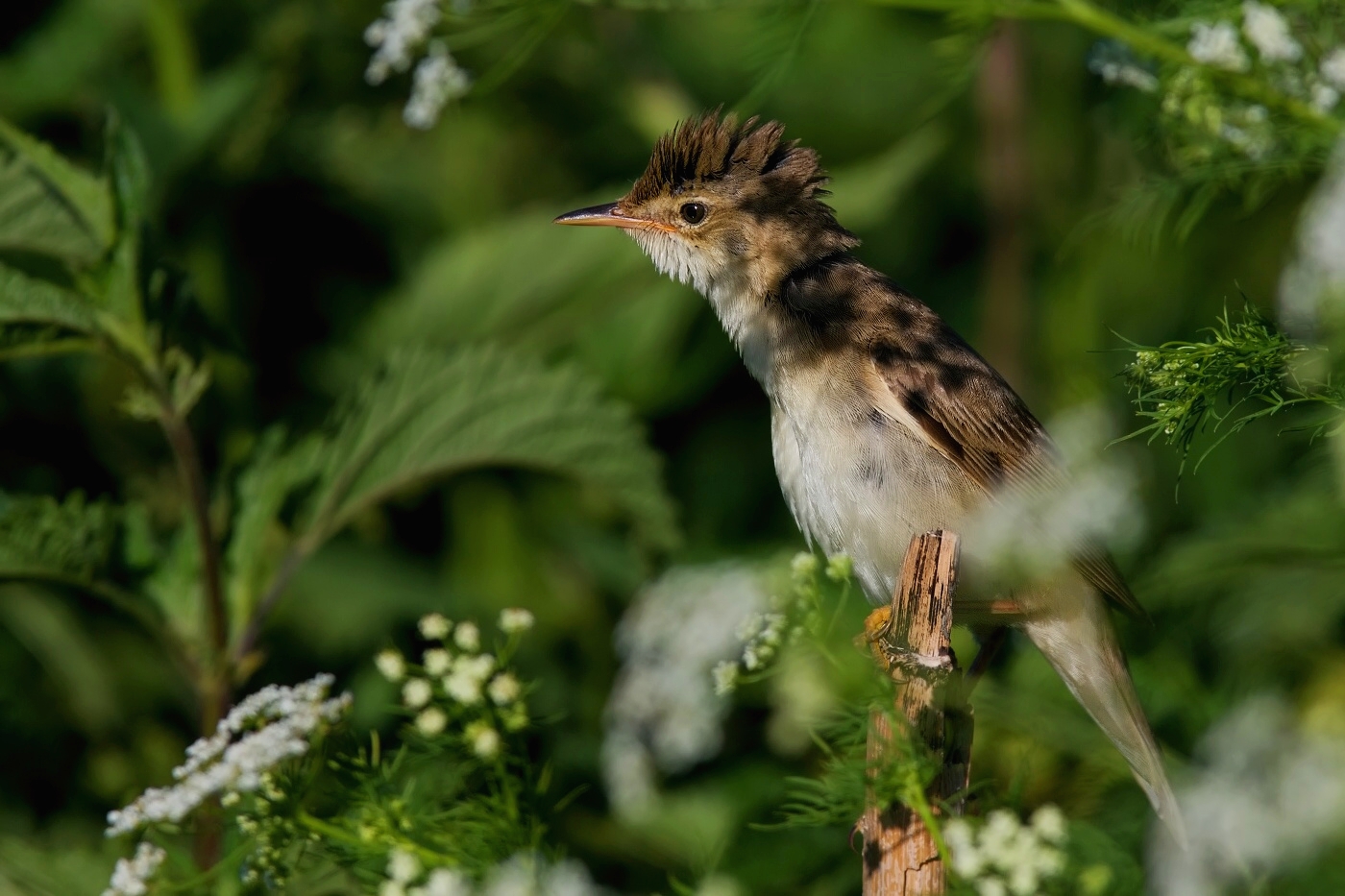 Rákosník zpěvný  ( Acrocephalus palustris )