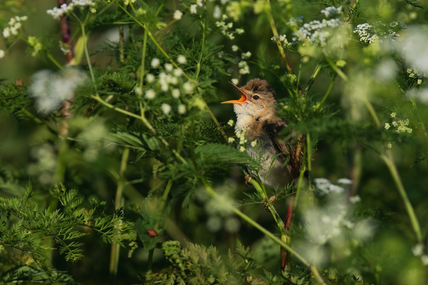 Rákosník zpěvný  ( Acrocephalus palustris )