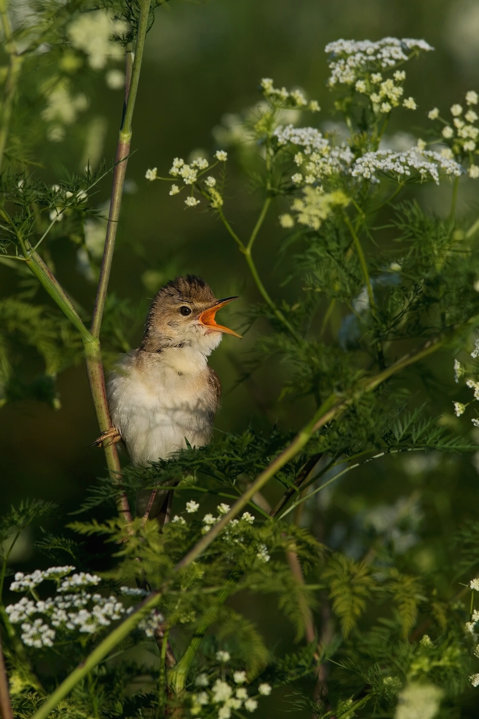 Rákosník zpěvný  ( Acrocephalus palustris )