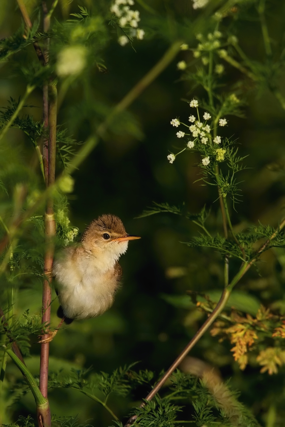 Rákosník zpěvný  ( Acrocephalus palustris )