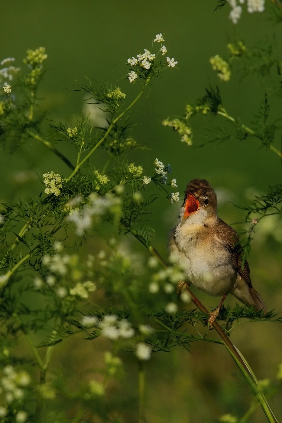 Rákosník zpěvný  ( Acrocephalus palustris )