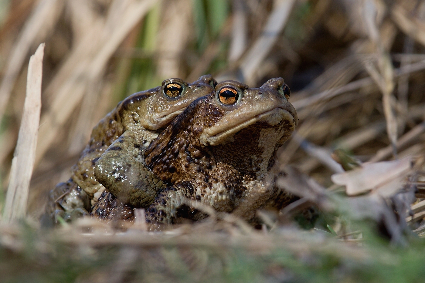 Ropucha obecná  ( Bufo bufo )