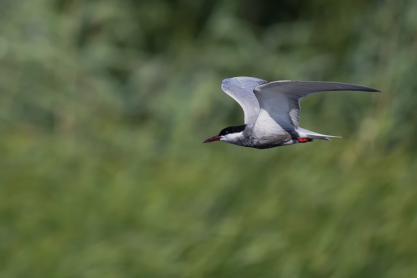 Rybák bahenní  ( Chlidonias hybridus )