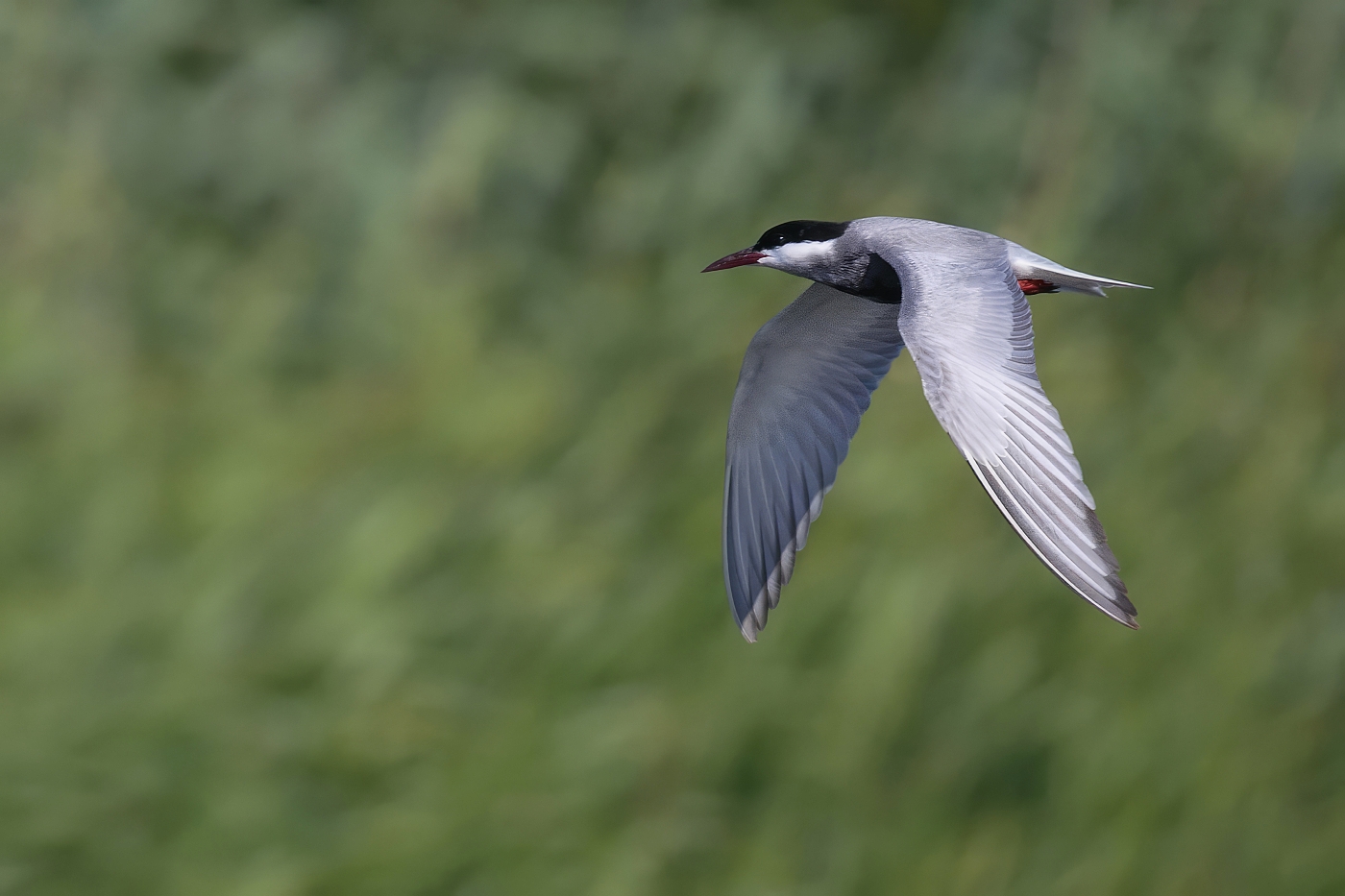 Rybák bahenní  ( Chlidonias hybridus )