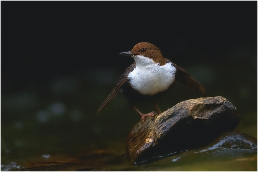 Skorec vodní  ( Cinclus cinclus )